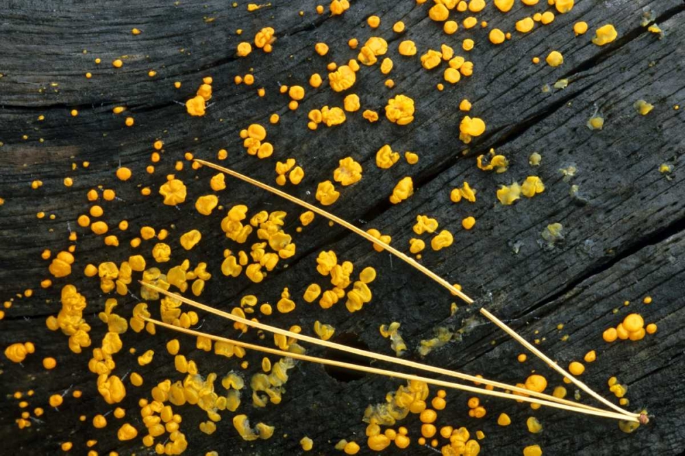 MI, White pine needle cluster and jelly fungus